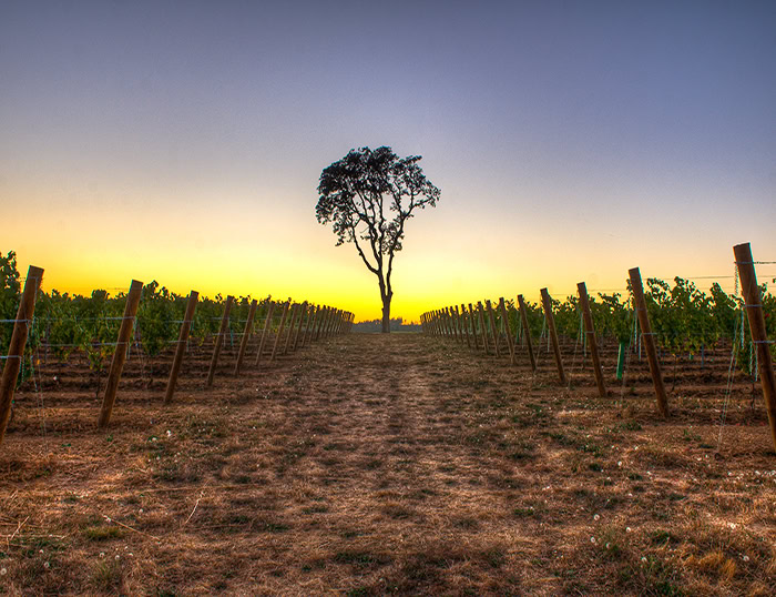 Vineyard with a lone tree at sunset, part of Our Vineyards collection.